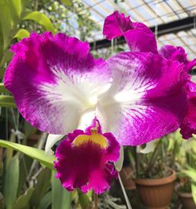 Cattleya White Spark