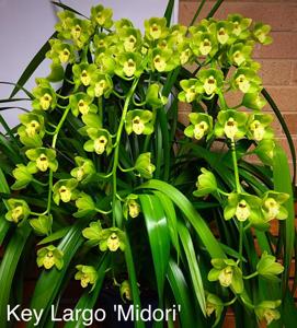 Cymbidium Key Largo