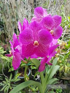 Vanda Memoria Katherine McCartney