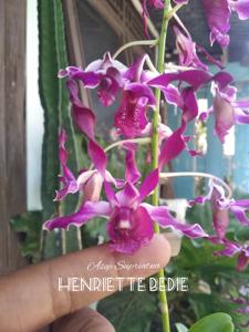 Dendrobium Henriette Bedie