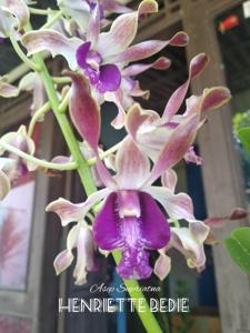 Dendrobium Henriette Bedie