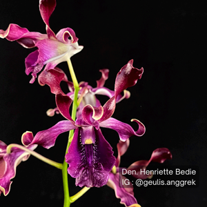 Dendrobium Henriette Bedie