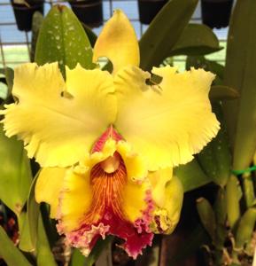 Rhyncholaeliocattleya Dal's Thunder