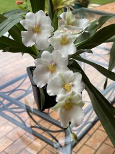 Miltoniopsis Rene Komoda