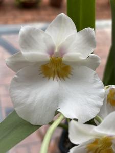 Miltoniopsis Rene Komoda