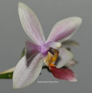 Phalaenopsis Flores Rose