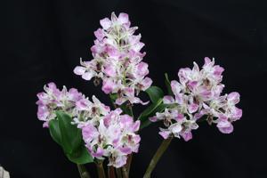 Dendrobium Roy Tokunaga