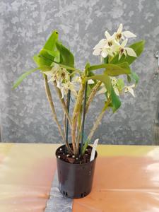 Dendrobium Roy Tokunaga