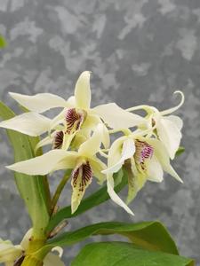 Dendrobium Roy Tokunaga