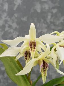 Dendrobium Roy Tokunaga