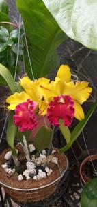 Rhyncholaeliocattleya Tainan Gold