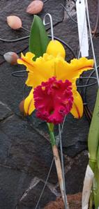 Rhyncholaeliocattleya Tainan Gold