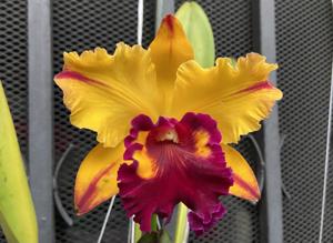 Rhyncholaeliocattleya Tainan Gold