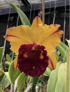 Rhyncholaeliocattleya Tainan Gold