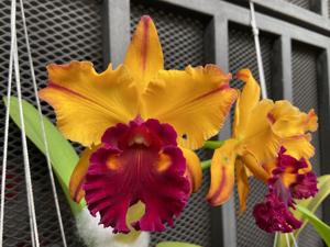 Rhyncholaeliocattleya Tainan Gold