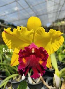 Rhyncholaeliocattleya Tainan Gold