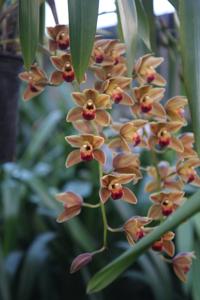 Cymbidium Pacific Express