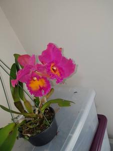 Rhyncholaeliocattleya Brunswick Blush