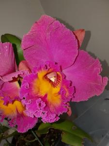 Rhyncholaeliocattleya Brunswick Blush