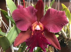 Rhyncholaeliocattleya Memoria Hans Graf