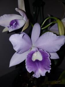 Cattlianthe Blue Angel