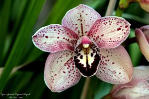 Cymbidium Spotted Leopard