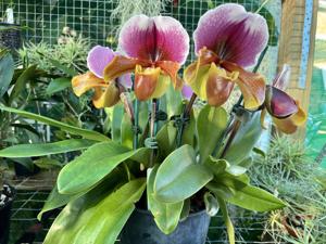 Paphiopedilum Charlie's Girl