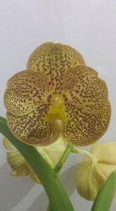 Vanda Ken Kone