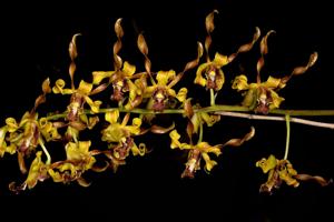 Dendrobium Memoria Yean deBruyne