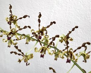 Dendrobium Memoria Yean deBruyne