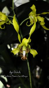 Dendrobium Memoria Yean deBruyne