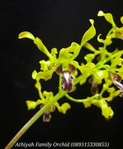 Dendrobium Memoria Yean deBruyne