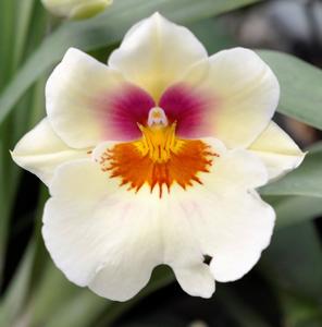 Miltoniopsis Arthur Cobbledick