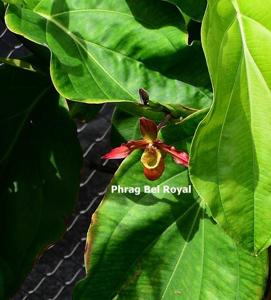 Phragmipedium Bel Royal