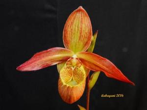 Phragmipedium Bel Royal