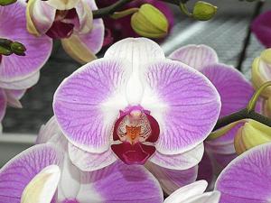 Phalaenopsis Tinny Honey