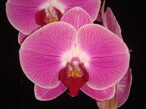 Phalaenopsis Tinny Honey