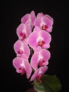 Phalaenopsis Tinny Honey