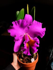 Rhyncholaeliocattleya Pink Empress