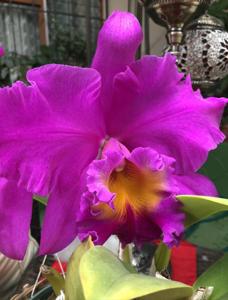 Rhyncholaeliocattleya Pink Empress