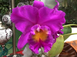 Rhyncholaeliocattleya Pink Empress