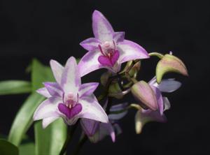 Dendrobium Victorian Blush