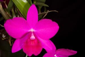 Cattleya Purple Doll