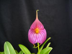 Masdevallia Raymondo Delos Andes