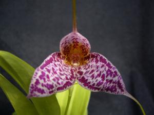 Masdevallia Enchantment