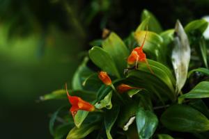 Masdevallia Orange Delight