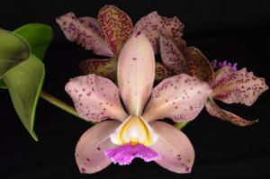 Cattleya Corcovado