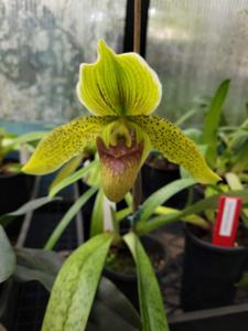 Paphiopedilum Kepnock Gold