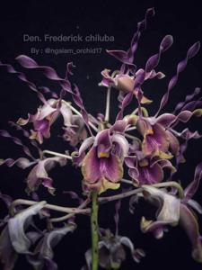 Dendrobium Frederick Chiluba