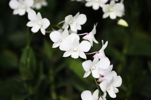 Dendrobium Memoria Princess Diana